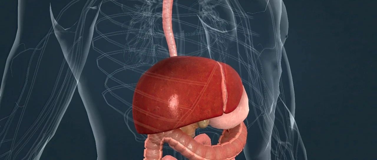 JOH丨线粒体蛋白酶LONP1通过调控乳清酸代谢缓解MASH诱导的肝纤维化