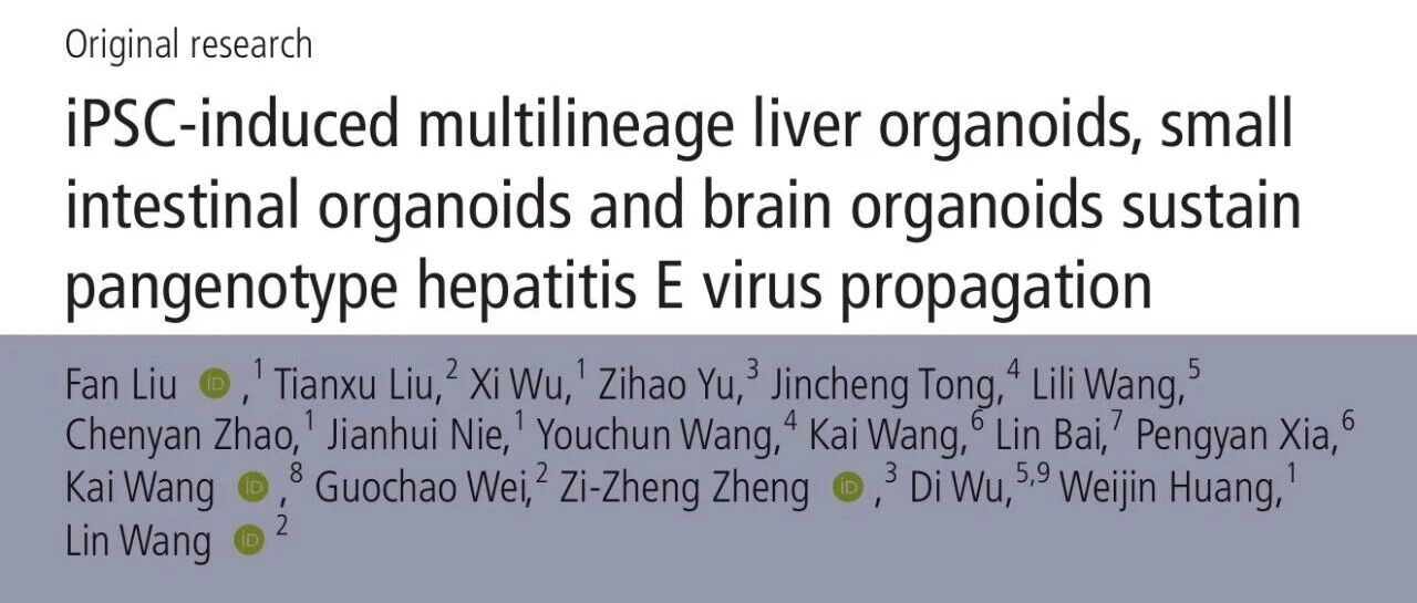 Gut丨王麟/黄维金/吴迪发表类器官模型最新研究进展